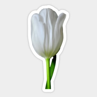 The White Tulip Sticker